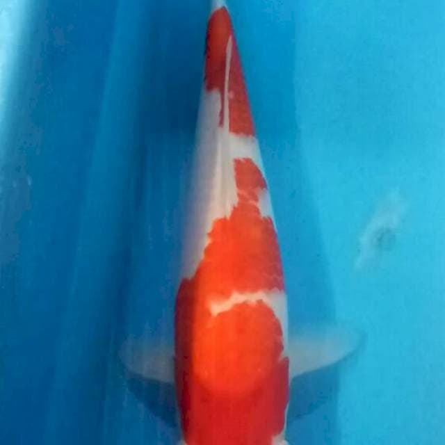 kohaku