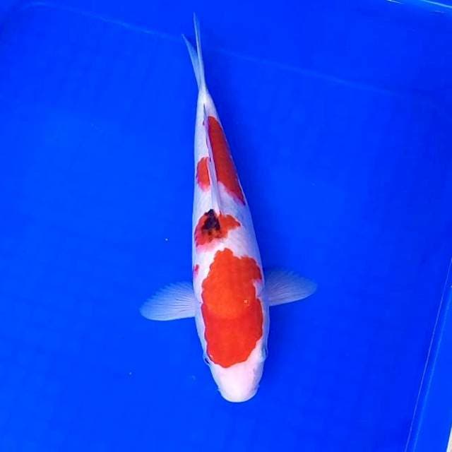 Taisho Sanke # 31cm