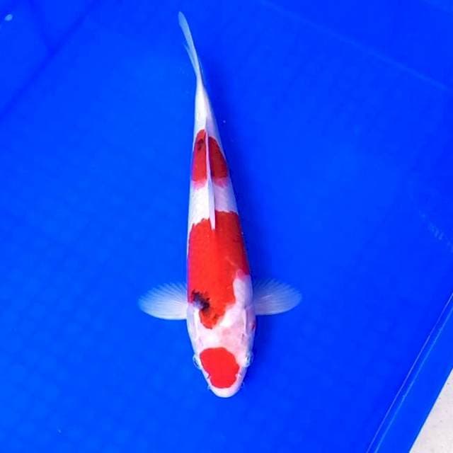 Maru Sanke # 30cm
