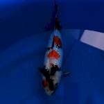 Kindai Showa Ginrin (Ginrin full). Top Quality