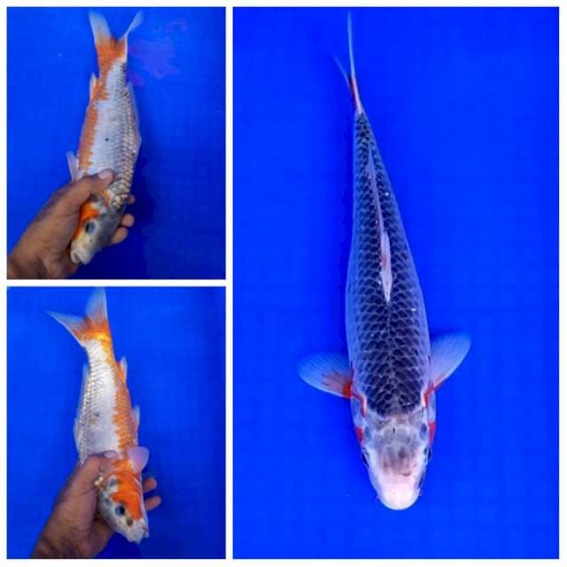 Asagi Quality # 35bu