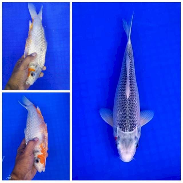 Asagi Quality # 35bu