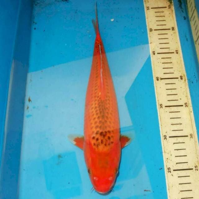 34cm AKA MATSUBA TERPEDO