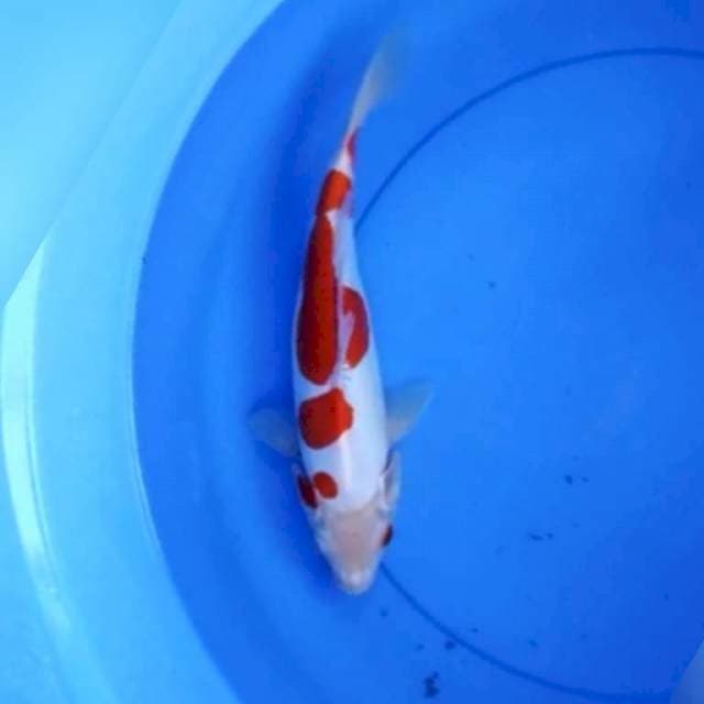 Kikushui