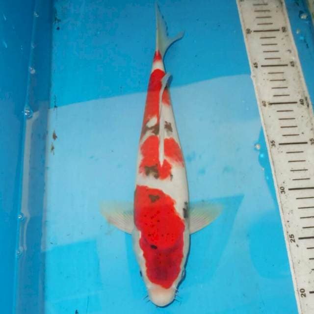 32cm KOROMO SANKE