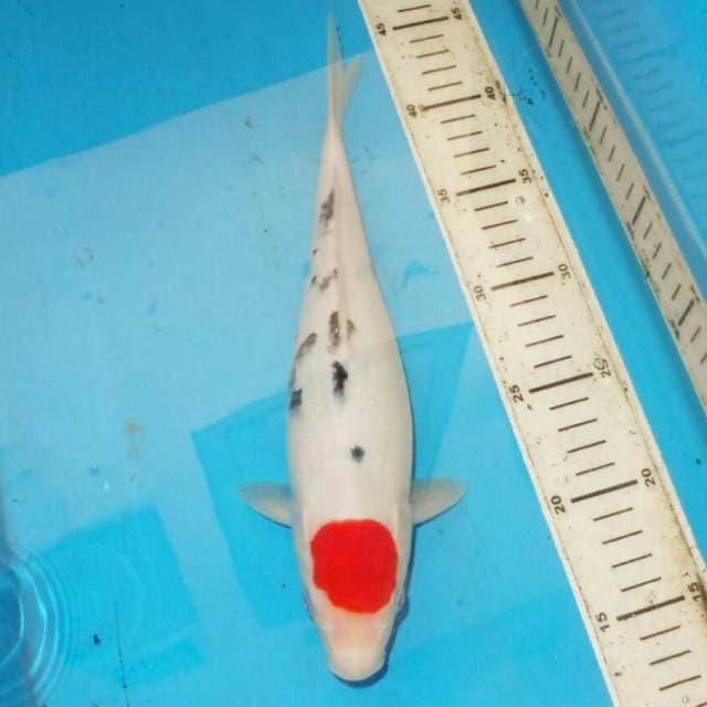 31cm TANCHO SANKE