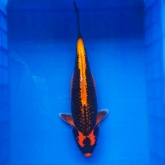 Kabuto 40cm