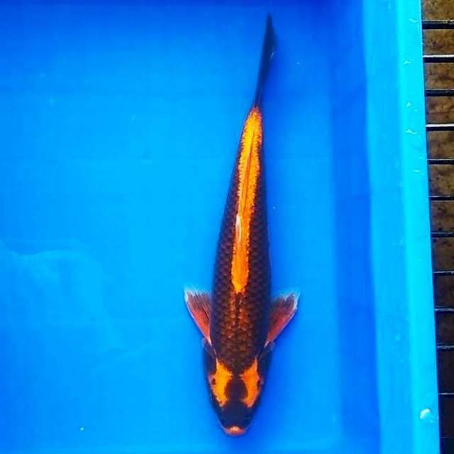 Kabuto 40cm