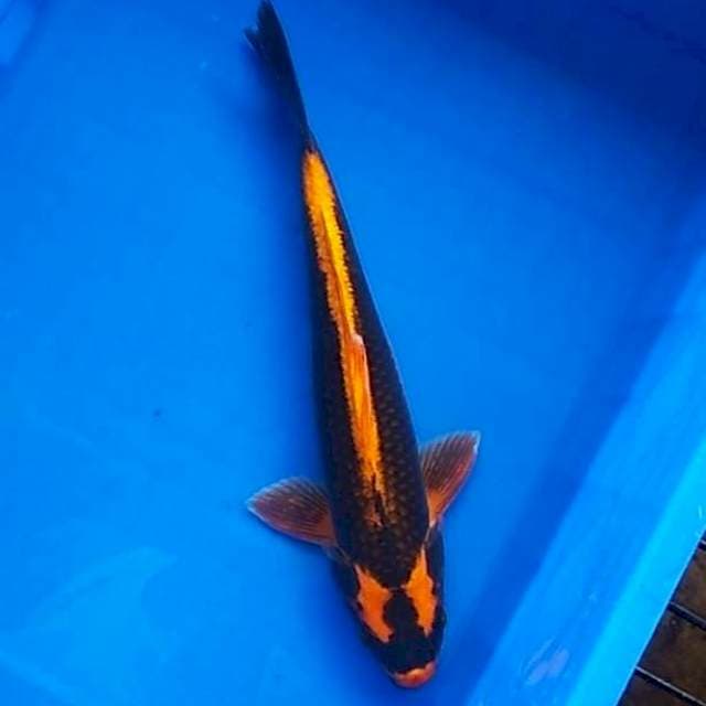 Kabuto 37,5cm