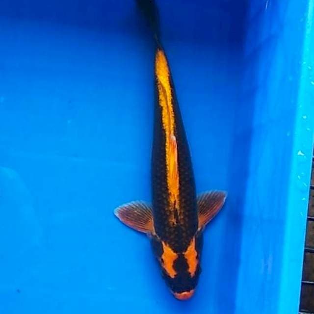 Kabuto 37cm