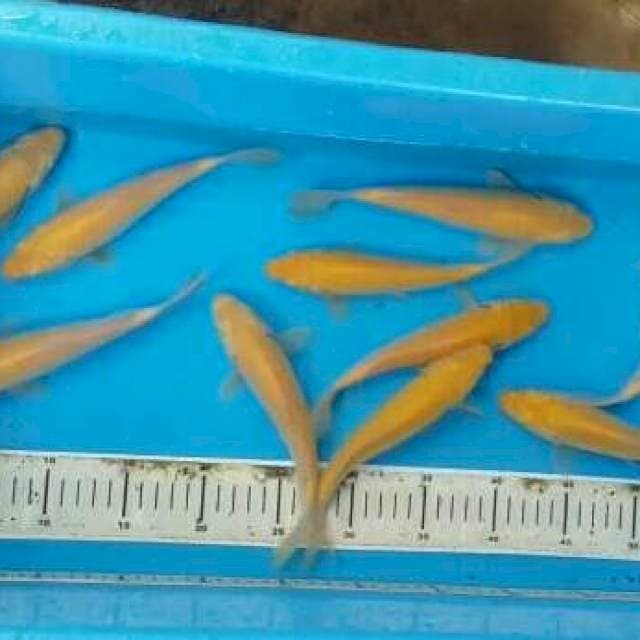 Paket karashi mata merah 10ekor