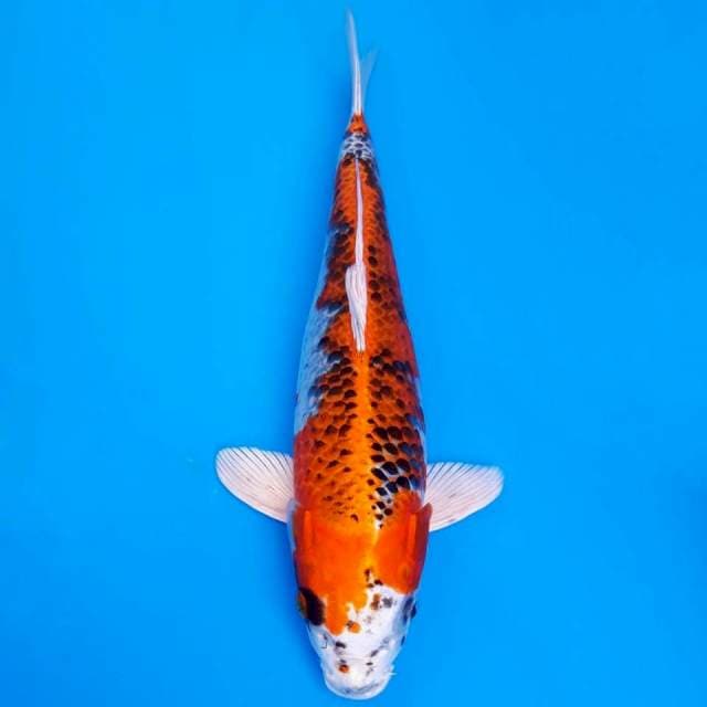 Import kujaku kaneko non-serti