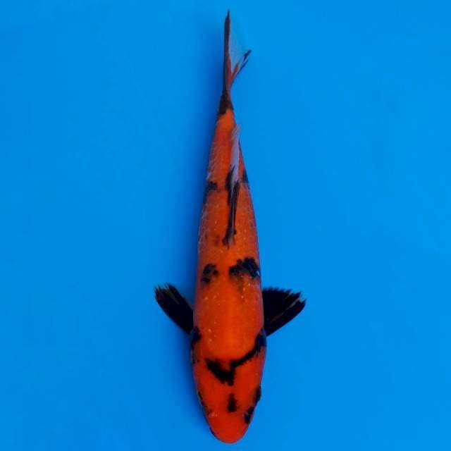 Red hi-showa 21cm