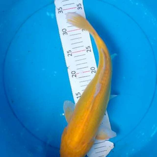 Karasi 38 cm