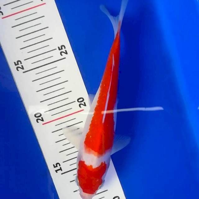 U-koi 08 - kohaku
