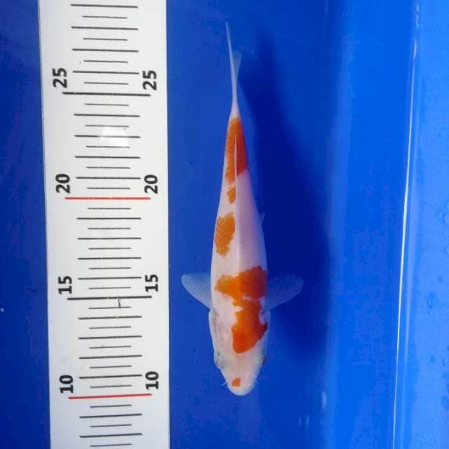 U-koi 09 ~ kohaku