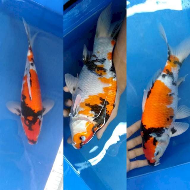 Showa 32 cm shortbulky