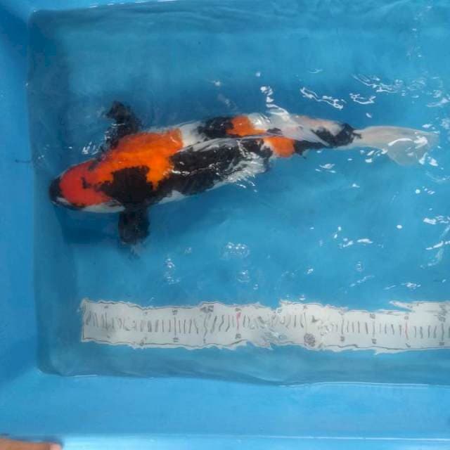 Showa 57cm