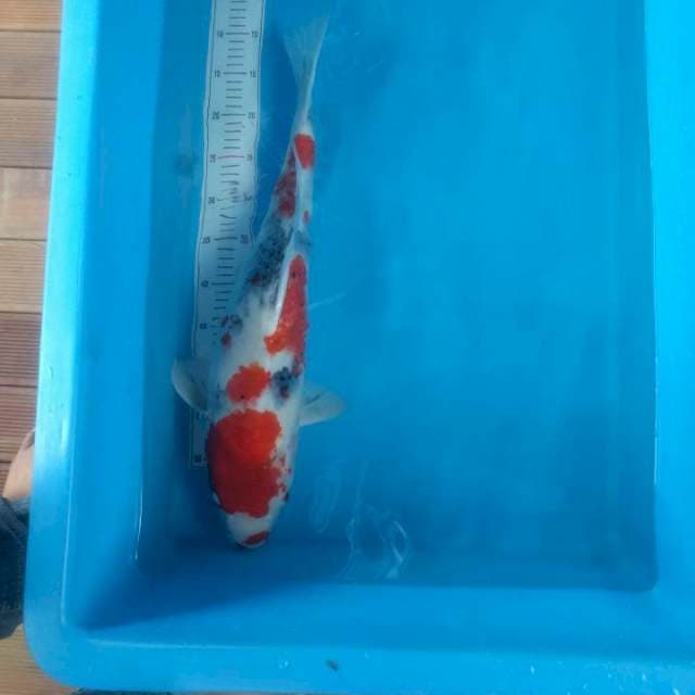 Goshiki 61cm