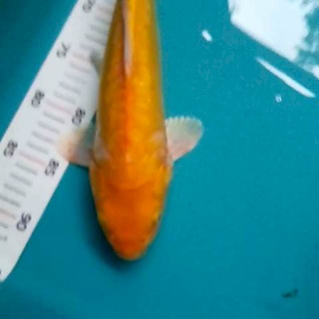 Karasi lemon doit