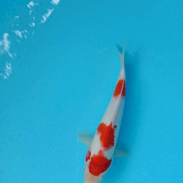 Sandan kohaku 25cm