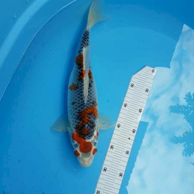 Goshiki*37cm kacamata