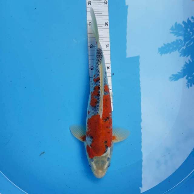 Ghosiki*37cm red