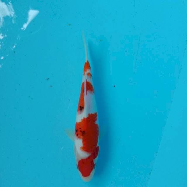 Sanke sansoku ±22cm