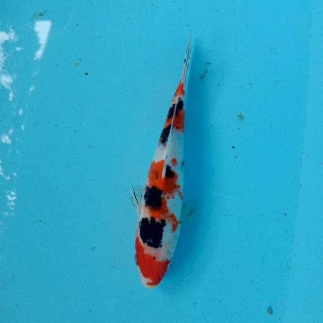 Sanke sansoku ±24cm