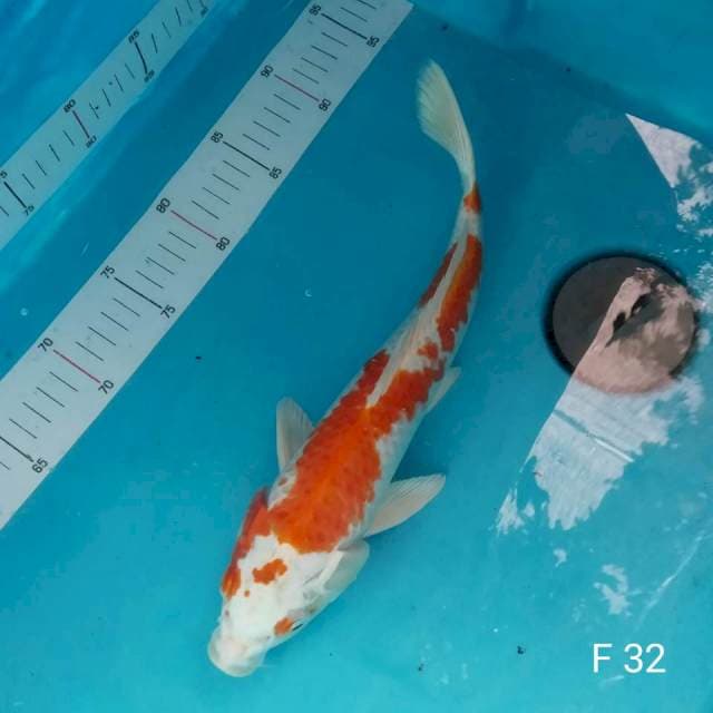 Hariwake 32cm - Female