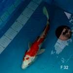 Hariwake 32cm - Female