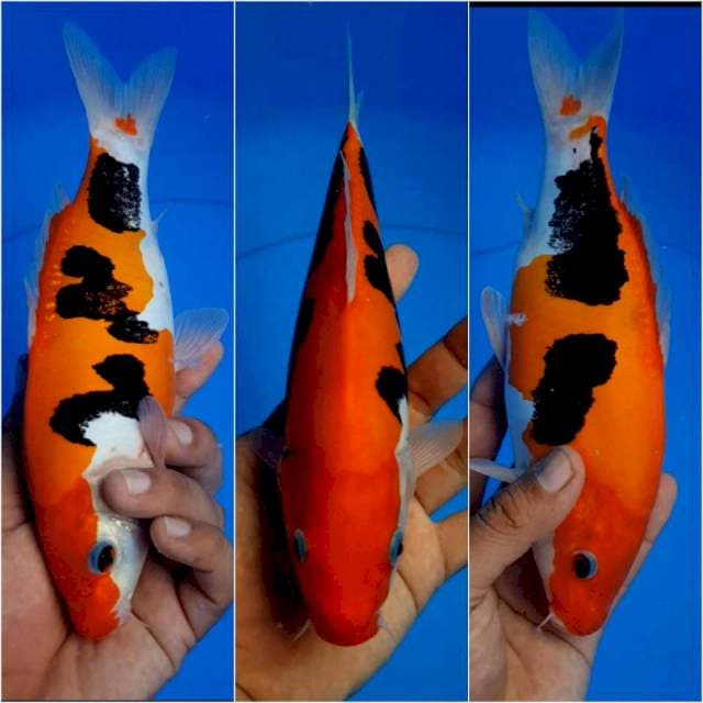 Beni kumonryu 25 cm