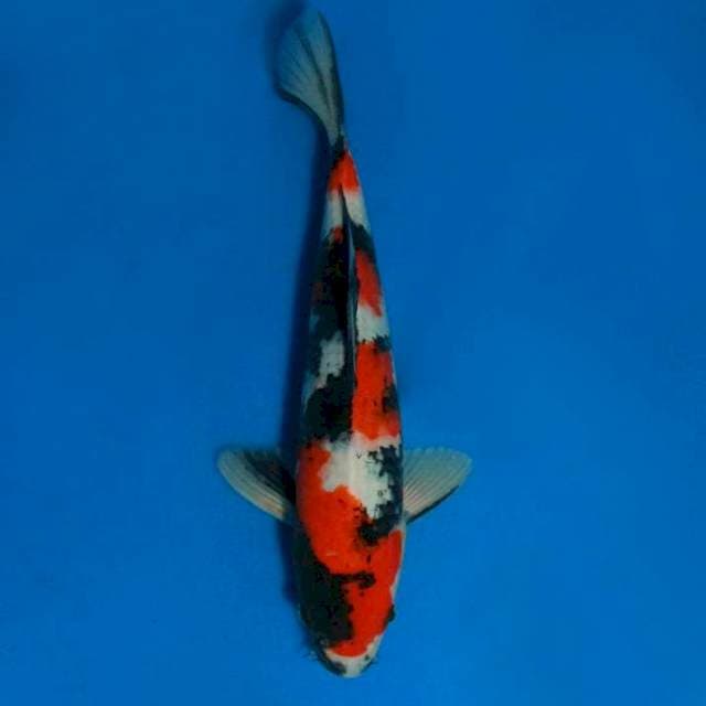 Showa sanshoku sq 30cm ML