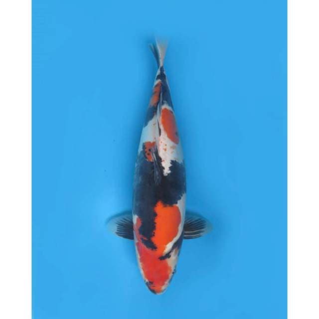 Jumbo Showa Doitsu - 49cm Female