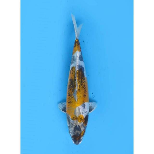 Kinkikokryu Super Antique - 34cm