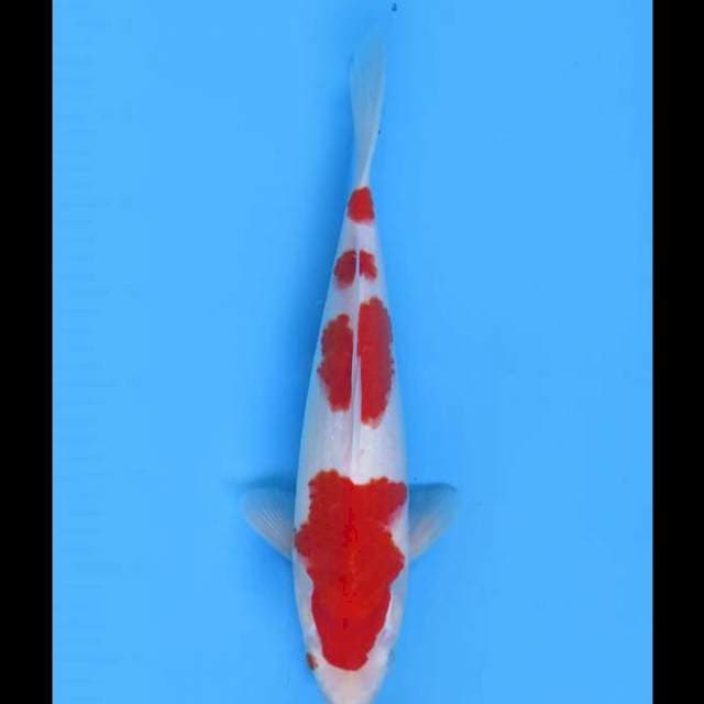 Yondan Kohaku Original - 35bu