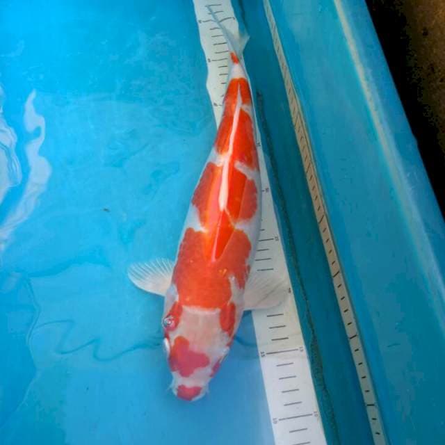 Koyo