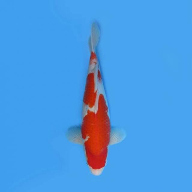 KOHAKU F1 BULKY