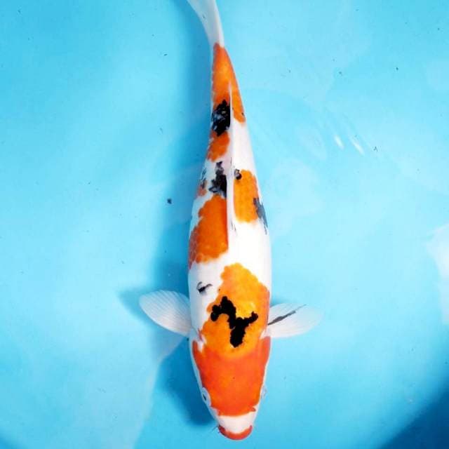 Sanke Kuchibeni 33 cm