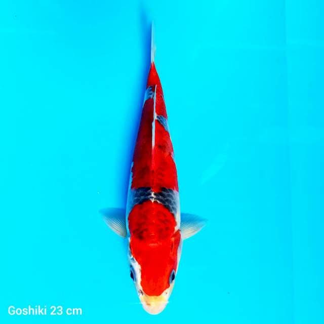 Kuro Goshiki Show Quality