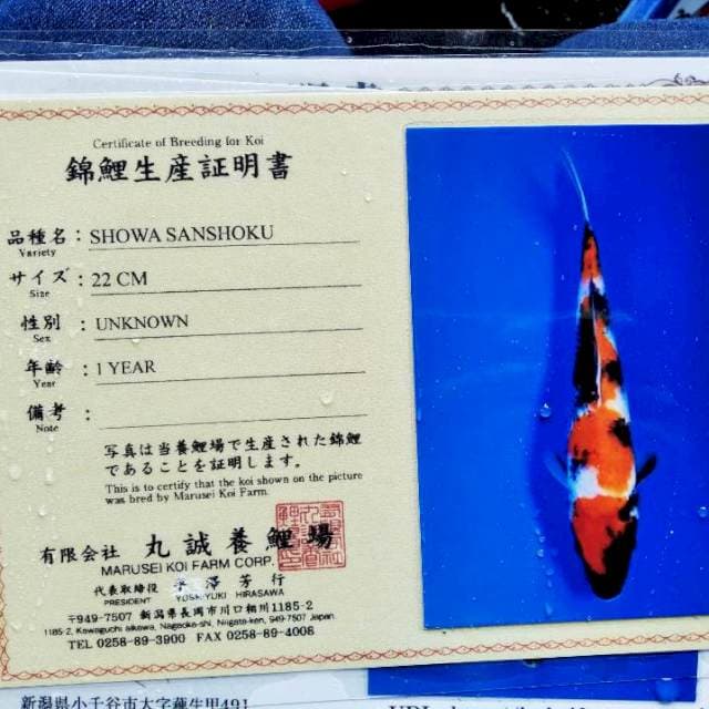 Showa import marusei