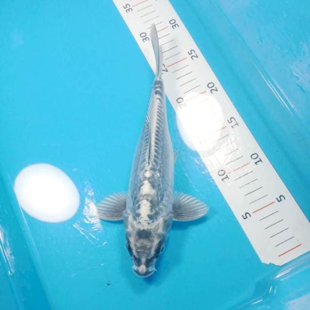 kiko 25 cm