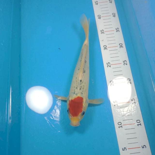 tancho ghosiki
