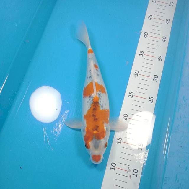 goshiki 28cm