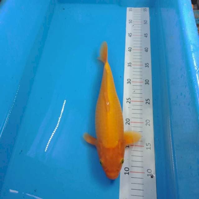 oranji 29cm