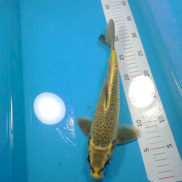 matsuba 31 cm