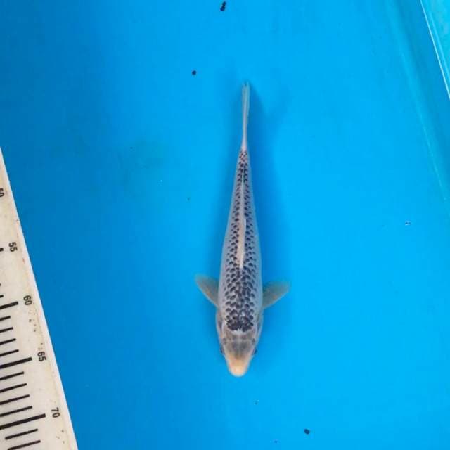 Asagi 25cm, male
