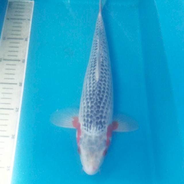 Asagi Male 37 cm