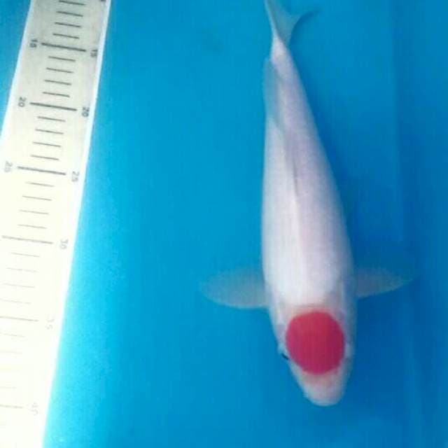 Tancho Kohaku Calon Jumbo, male 33 cm