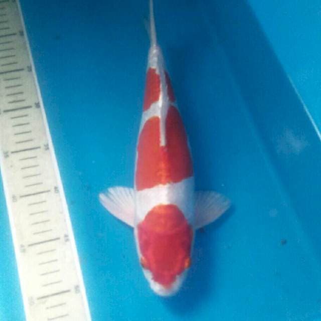 Kikushui Body Mantap, male 33 cm